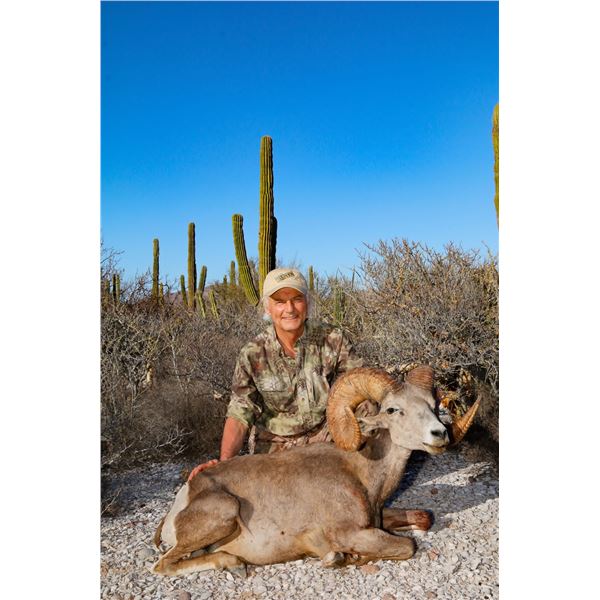 Desert Bighorn (Weemsi) Sheep Hunt, Carmen Island, Mexico