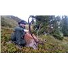 Image 1 : Austrian Big Game hunt for 2 Hunters for 4 Days with FN Hunting