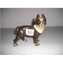 Boston Bull Terrier Dog