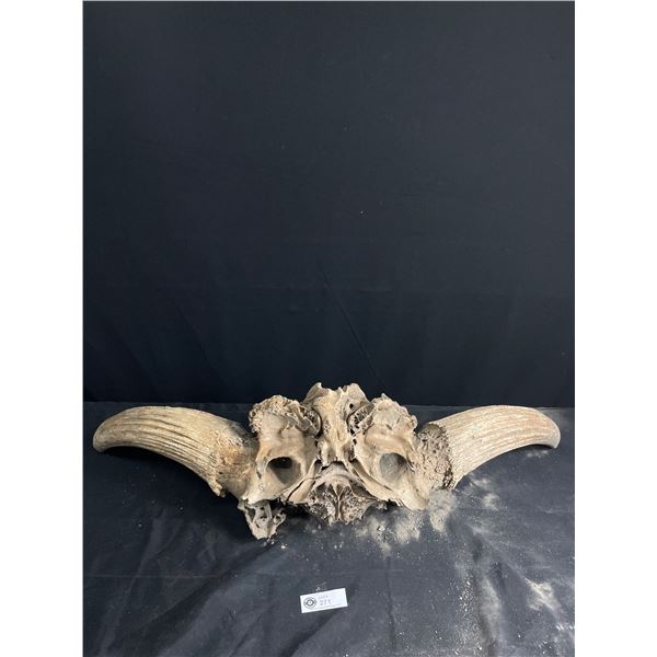 Prehistoric Bison Head and Horns 35  Tip to Tip