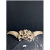 Image 1 : Prehistoric Bison Head and Horns 35" Tip to Tip