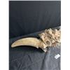 Image 3 : Prehistoric Bison Head and Horns 35" Tip to Tip