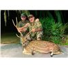 Image 1 : Florida Axis Cull Buck & Doe Hunt for Two
