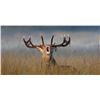 Image 1 : New Zealand Red Stag and Merriam’s Wild Turkey Hunt with Southern Hunting Adventures