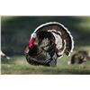 Image 2 : New Zealand Red Stag and Merriam’s Wild Turkey Hunt with Southern Hunting Adventures