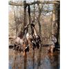 Image 1 : Arkansas Green Timber Duck Hunt  for Four