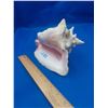 Image 1 : LARGE CONCH