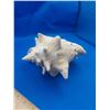 Image 2 : LARGE CONCH