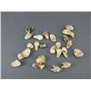 Image 2 : 21 Elk Ivories- 2 Teeth