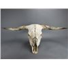 Image 1 : Steer Skull- 37"