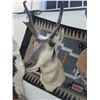 Image 1 : Antelope Mount- 11.5"