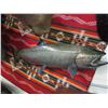 Image 1 : Lake Trout Mount- Minor Damage- 38" X 8"