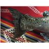 Image 2 : Lake Trout Mount- Minor Damage- 38" X 8"