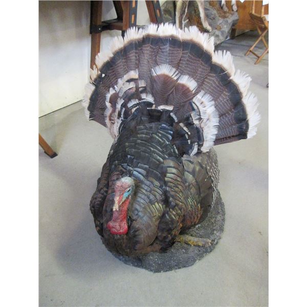 Full Body Turkey Mount- 31