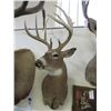 Image 1 : 10 Point Non Typical Kansas Whitetail Mount- 15.5"W X 5.5" Bases