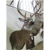 Image 2 : 10 Point Non Typical Kansas Whitetail Mount- 15.5"W X 5.5" Bases