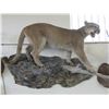 Image 1 : Full Body Mountain Lion Mount- Hangs On Wall- 46"H X 66"W X 18"D