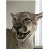 Image 2 : Full Body Mountain Lion Mount- Hangs On Wall- 46"H X 66"W X 18"D