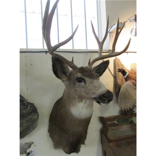 4X5 Mule Deer Mount- 22"W X 4.75" Bases