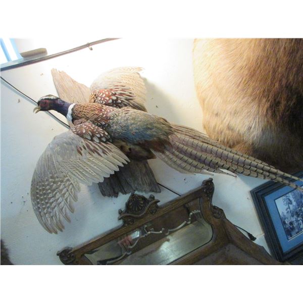 Full Body Pheasant Mount On Driftwood- 29  Wingspan- 35 L