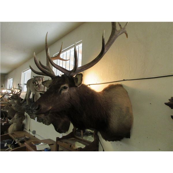 6X7 Bull Elk Mount- 41"W X 10" Bases