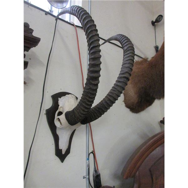 Sable Skull Mount On Board- 43" Horns X 8.5" Bases