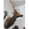 Image 2 : Small 4X5 Bull Elk Mount
