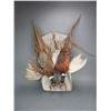 Image 1 : 2 Pheasant Mounts On Hanging Board