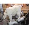 Image 1 : Fully Body Mount Rocky Mountain Goat- Hangs On Wall- Good Condition Except For Broken Tip On Ear- 10