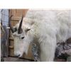 Image 3 : Fully Body Mount Rocky Mountain Goat- Hangs On Wall- Good Condition Except For Broken Tip On Ear- 10