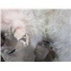Image 4 : Fully Body Mount Rocky Mountain Goat- Hangs On Wall- Good Condition Except For Broken Tip On Ear- 10