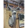 Image 1 : 4X4 Mule Deer Mount- 17"W