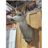 Image 2 : 4X4 Mule Deer Mount- 17"W