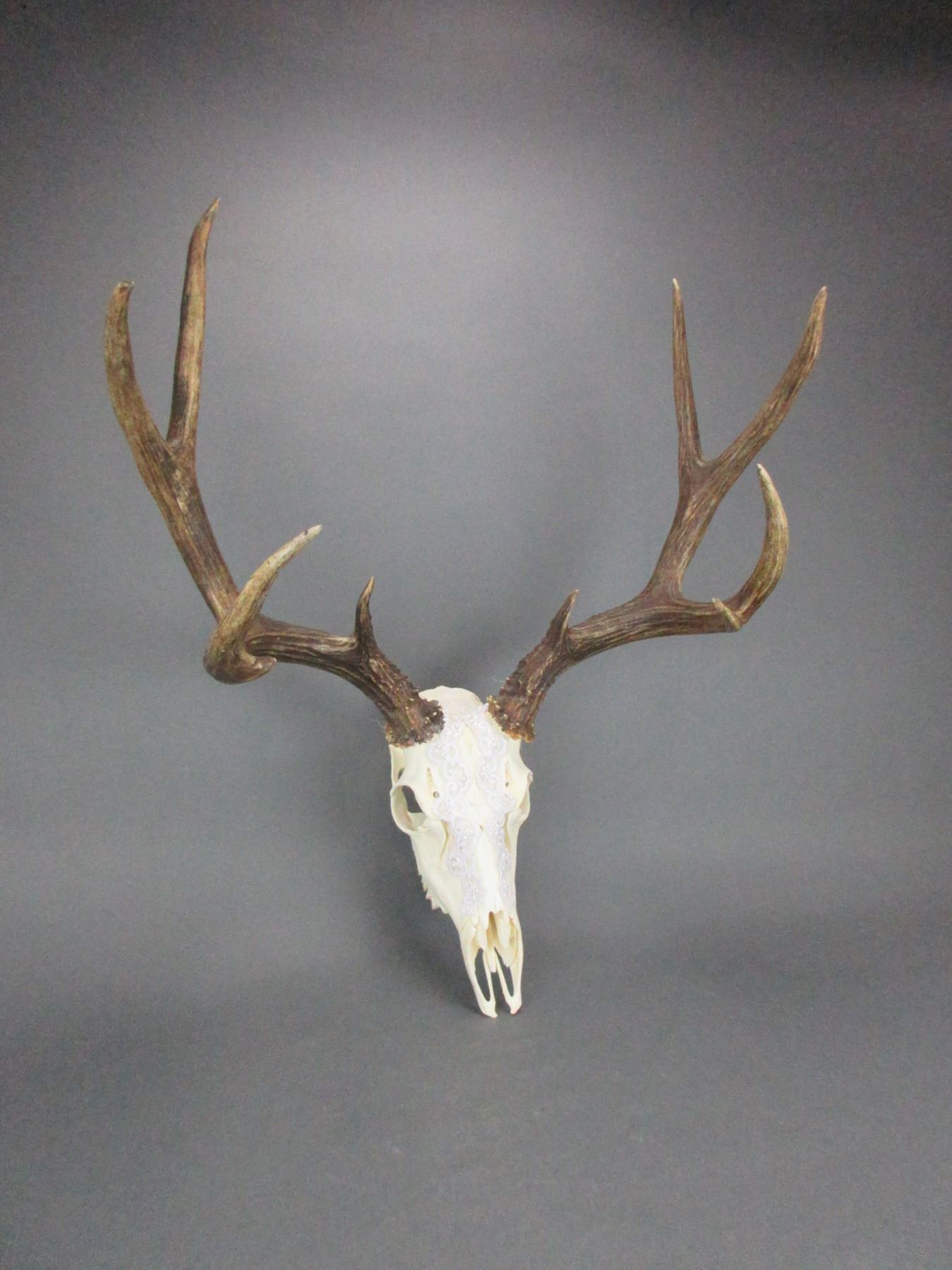 Lace Covered Mule Deer Rack- 19