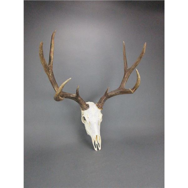 Lace Covered Mule Deer Rack- 19 W X 6  Bases