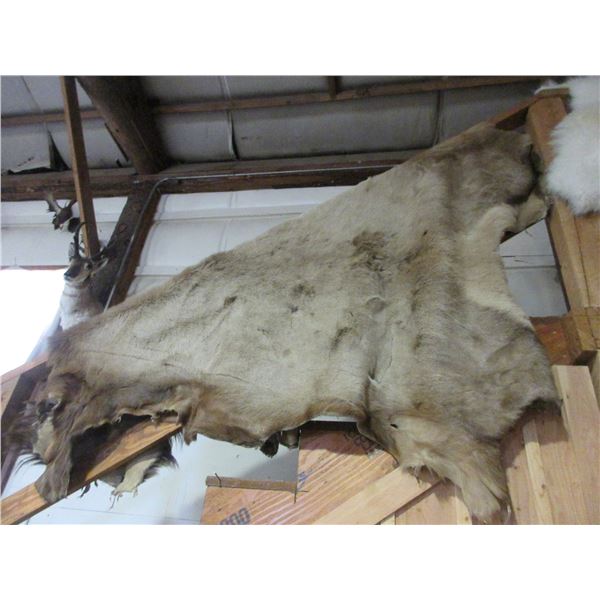 Tanned Elk Hide- 70 