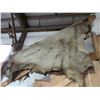 Image 1 : Tanned Elk Hide- 70"