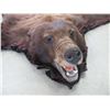 Image 2 : Double Matted Brown Colored Black Bear Rug- Can Hang From Wall- Nose To Tail 56"- Good Condition