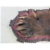 Image 3 : Double Matted Brown Colored Black Bear Rug- Can Hang From Wall- Nose To Tail 56"- Good Condition