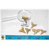 Image 1 : 5 GENUINE OTODUS SHARK TEETH *EXTINCT SHARK*