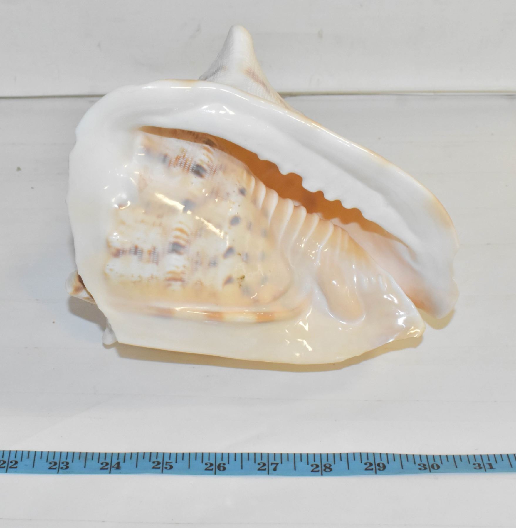 LARGE CONCH SHELL