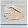 Image 1 : LARGE CONCH SHELL