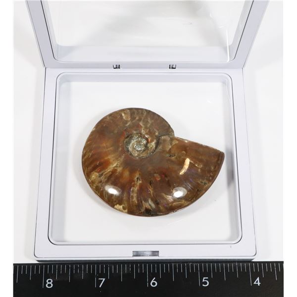 70 MILLION YEAR OLD POLISHED AMMONITE FOSSIL