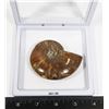 70 MILLION YEAR OLD POLISHED AMMONITE FOSSIL