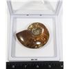 Image 2 : 70 MILLION YEAR OLD POLISHED AMMONITE FOSSIL