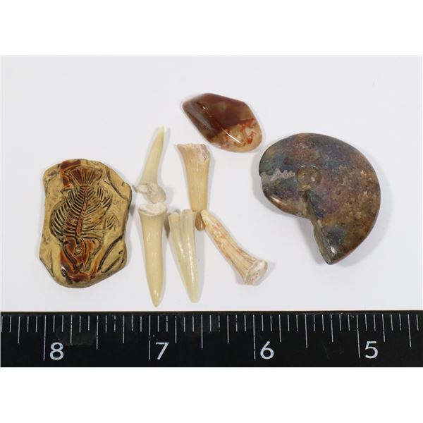 BABY AMMONITE, TUMBLED WOOD, FIVE REAL