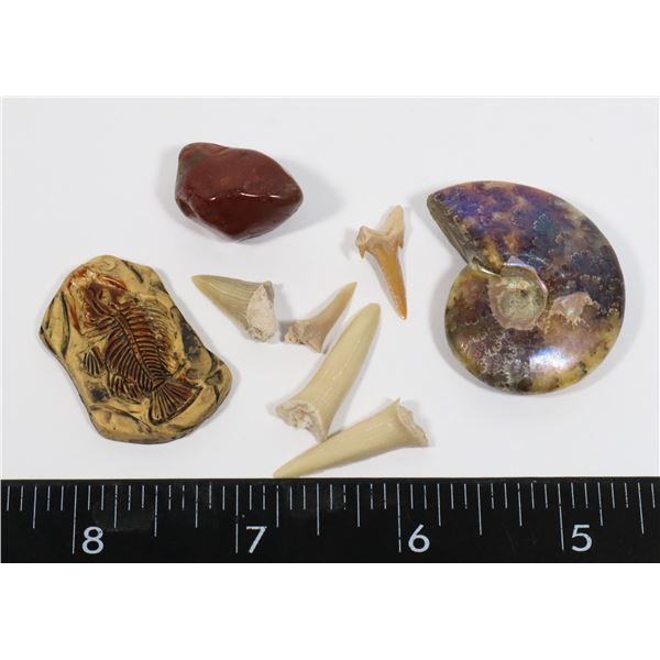 BABY AMMONITE, TUMBLED WOOD, FIVE REAL