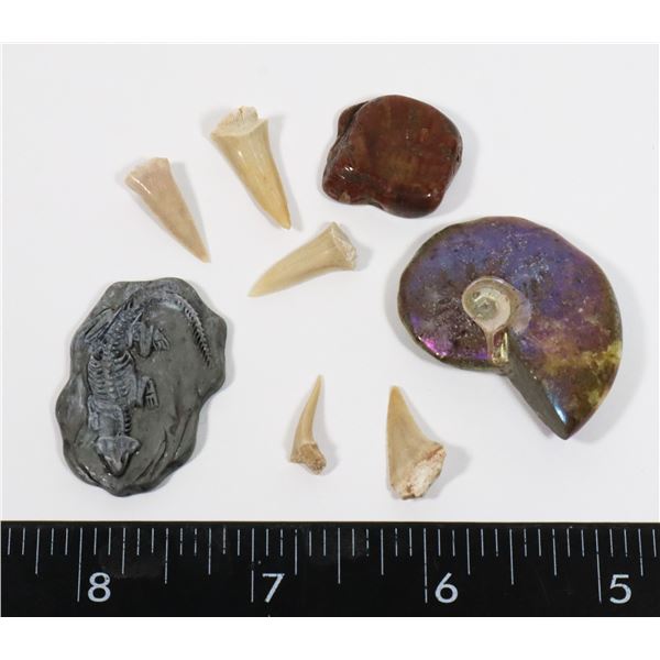 BABY AMMONITE, TUMBLED WOOD, FIVE REAL