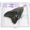 Image 2 : EXQUISITE MEGALODON TOOTH 3 1/4" RARE BLUISH