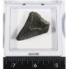 Image 2 : MEGALODON TOOTH COMES IN FLOATING DISPLAY
